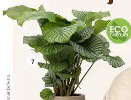 Intratuin Pauwenplant aanbieding