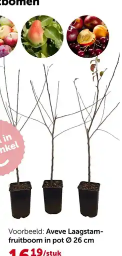 AVEVE Aveve Laagstamfruitboom aanbieding
