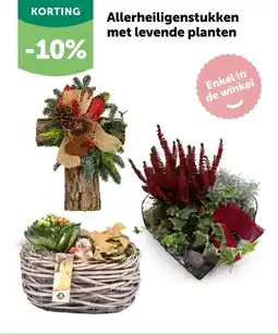 AVEVE Allerheiligenstukken met levende planten aanbieding