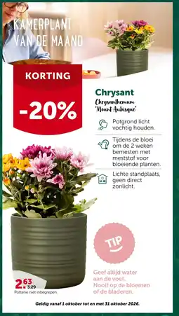 AVEVE Chrysanthemum aanbieding