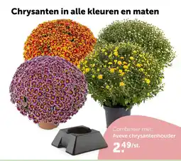 AVEVE Chrysanten in alle kleuren en maten aanbieding