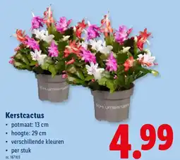 Lidl Kerstcactus aanbieding