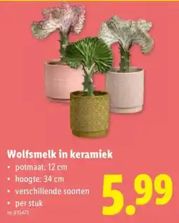 Lidl Wolfsmelk in keramiek aanbieding
