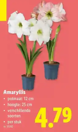 Lidl Amaryllis aanbieding