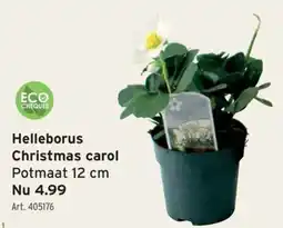GAMMA Helleborus christmas carol aanbieding