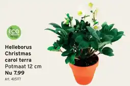 GAMMA Helleborus christmas carol terra aanbieding