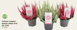 GAMMA Calluna vulgaris beauty ladies first aanbieding