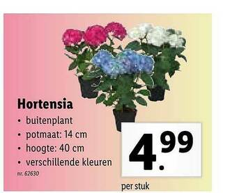 Lidl Hortensia aanbieding