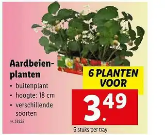 Lidl Aardbeien Planten aanbieding