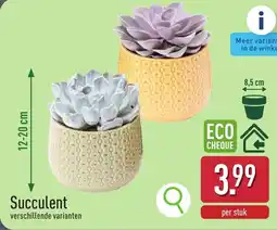ALDI Succulent aanbieding