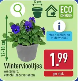 ALDI Winterviooltjes aanbieding