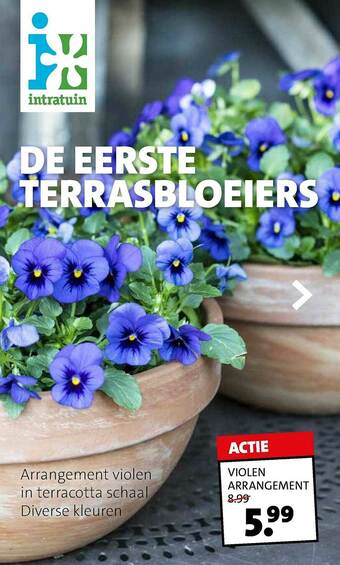Intratuin Violen Arrangement aanbieding