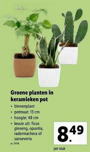 Lidl Groene planten in keramieken pot aanbieding