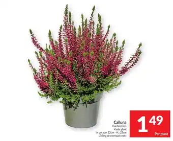 Calluna Garden Girls
