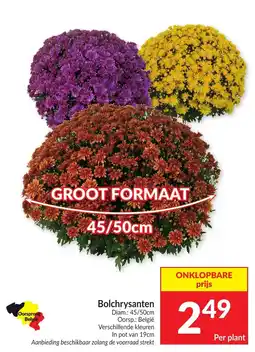 Intermarché Bolchrysanten aanbieding