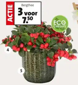 Intratuin Bergthee aanbieding