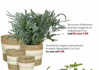 Intratuin Blauwvaren, Mand Rachel aanbieding