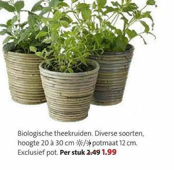 Intratuin Biologische Theekruiden aanbieding