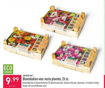 ALDI Bloembollen Voor Vaste Planten aanbieding