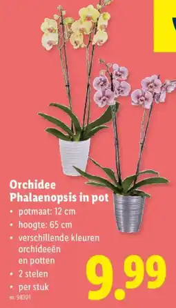 Lidl Orchidee Phalaenopsis in pot aanbieding