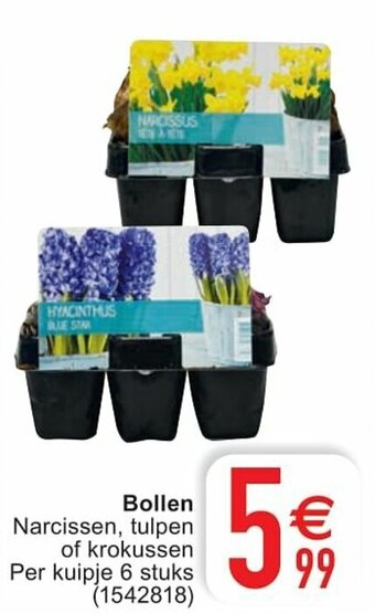 Cora Bollen aanbieding