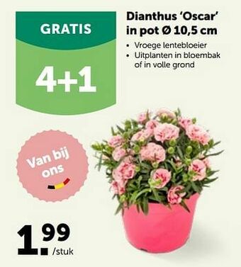 Dianthus oscar in pot