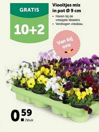 AVEVE Viooltjes mix in pot aanbieding