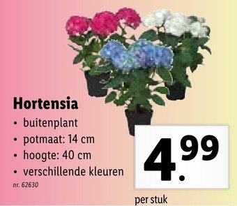 Lidl Hortensia aanbieding