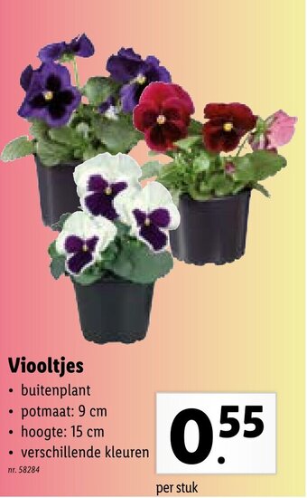 Lidl Viooltjes aanbieding