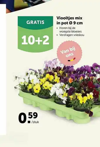 AVEVE Viooltjes Mix In Pot aanbieding