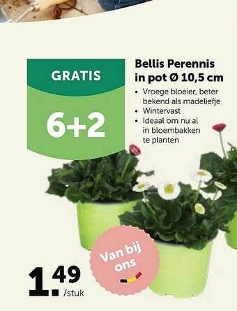 Bellis Perennis In Pot