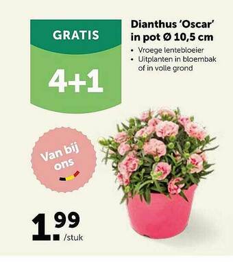 AVEVE Dianthus Oscar In Pot aanbieding