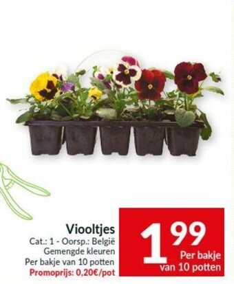 Intermarché Viooltjes aanbieding