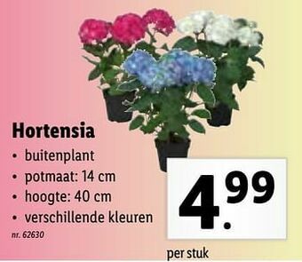 Lidl Hortensia aanbieding