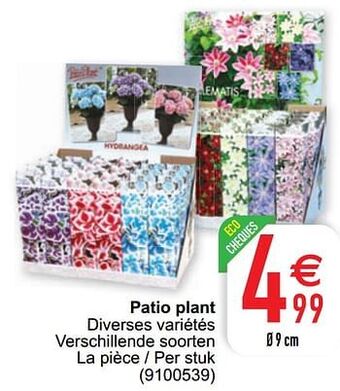 Cora Patio plant aanbieding