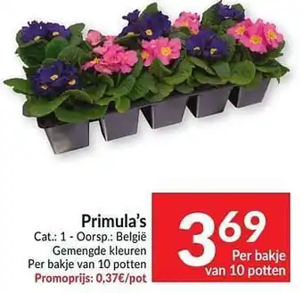 Primula’s