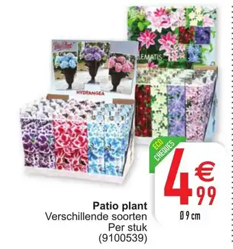 Cora Patio Plant aanbieding
