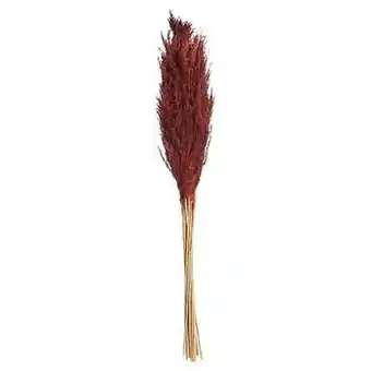 Pluim Bruin. 10 Stuks.