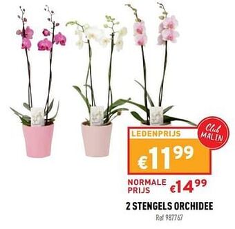 Trafic 2 stengels orchidee aanbieding