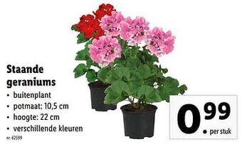 Staande geraniums