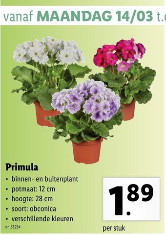 Lidl Primula aanbieding