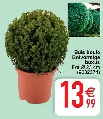 Cora Buis boule bolvormige buxus aanbieding