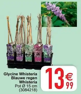 Cora Glycine whisteria blauwe regen whisteria aanbieding