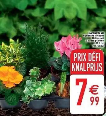 Cora Barquette de 6 plantes vivaces bakje met 6 vaste planten aanbieding