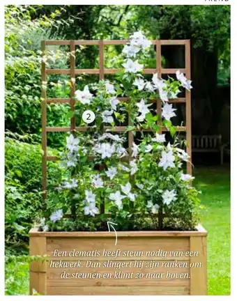 Bosrank (Clematis 'Boulevard')