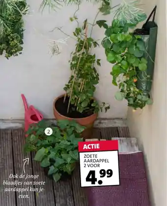 Intratuin Biologische zoete aardappel aanbieding