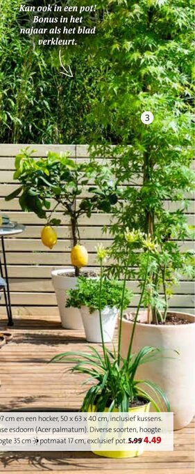Intratuin Japanse esdoorn (Acer palmatum) aanbieding