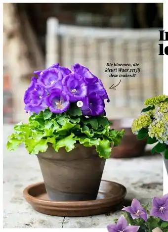 Intratuin Klokjesbloem (Campanula med. 'Summerbell') aanbieding