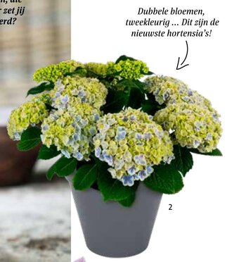 Intratuin Hortensia (Hydrangea macrophylla) aanbieding