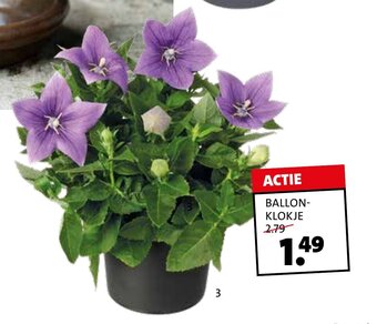 Ballonklokje (Platycodon grand. 'Astra')